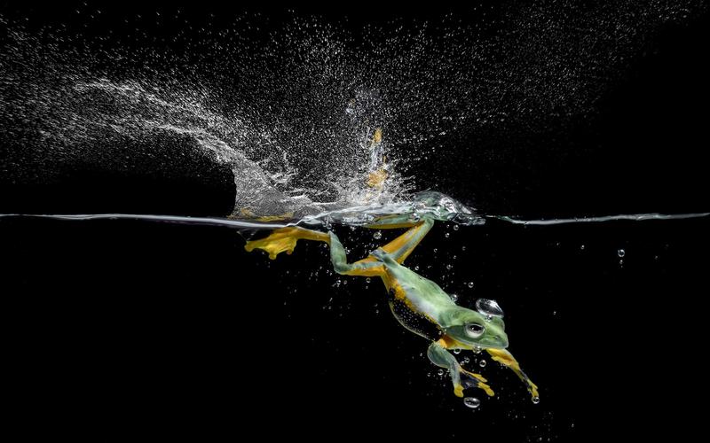 包含青蛙在威尼斯人水上乐园游泳小视频的词条